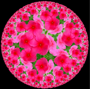 fractal_effect_flower_pink