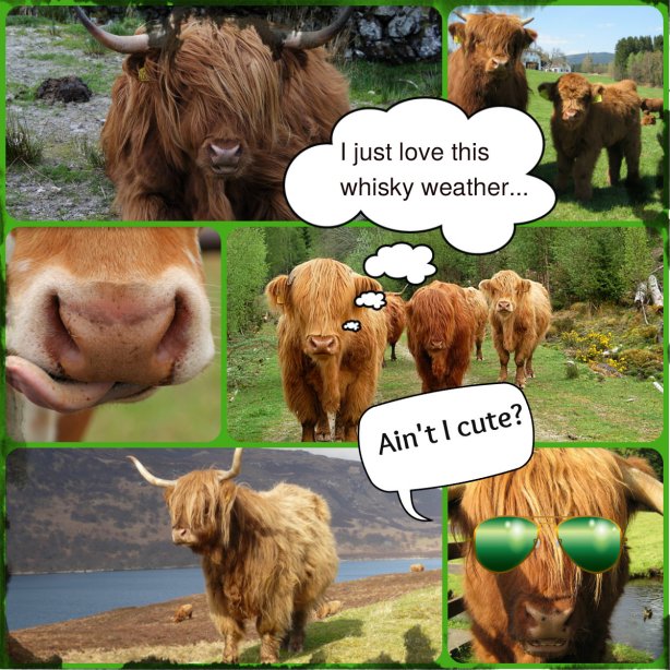 Highland cattle collage
