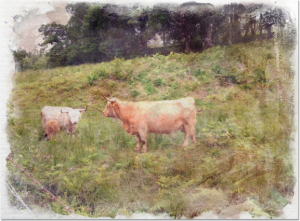 highland_cattle_photo_drawinf_effect